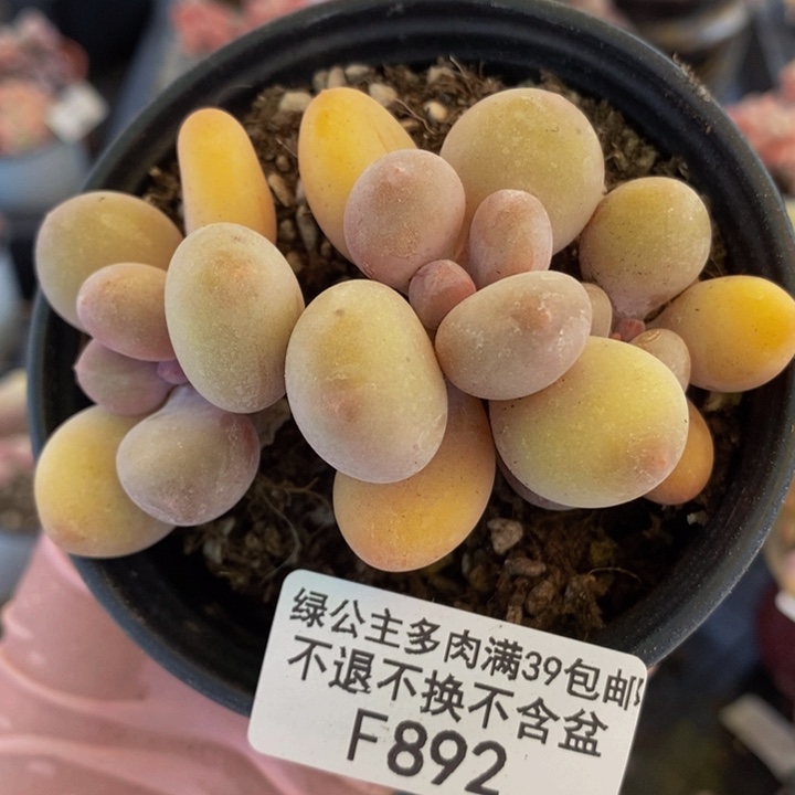蛋黄奶7cm892多肉植物