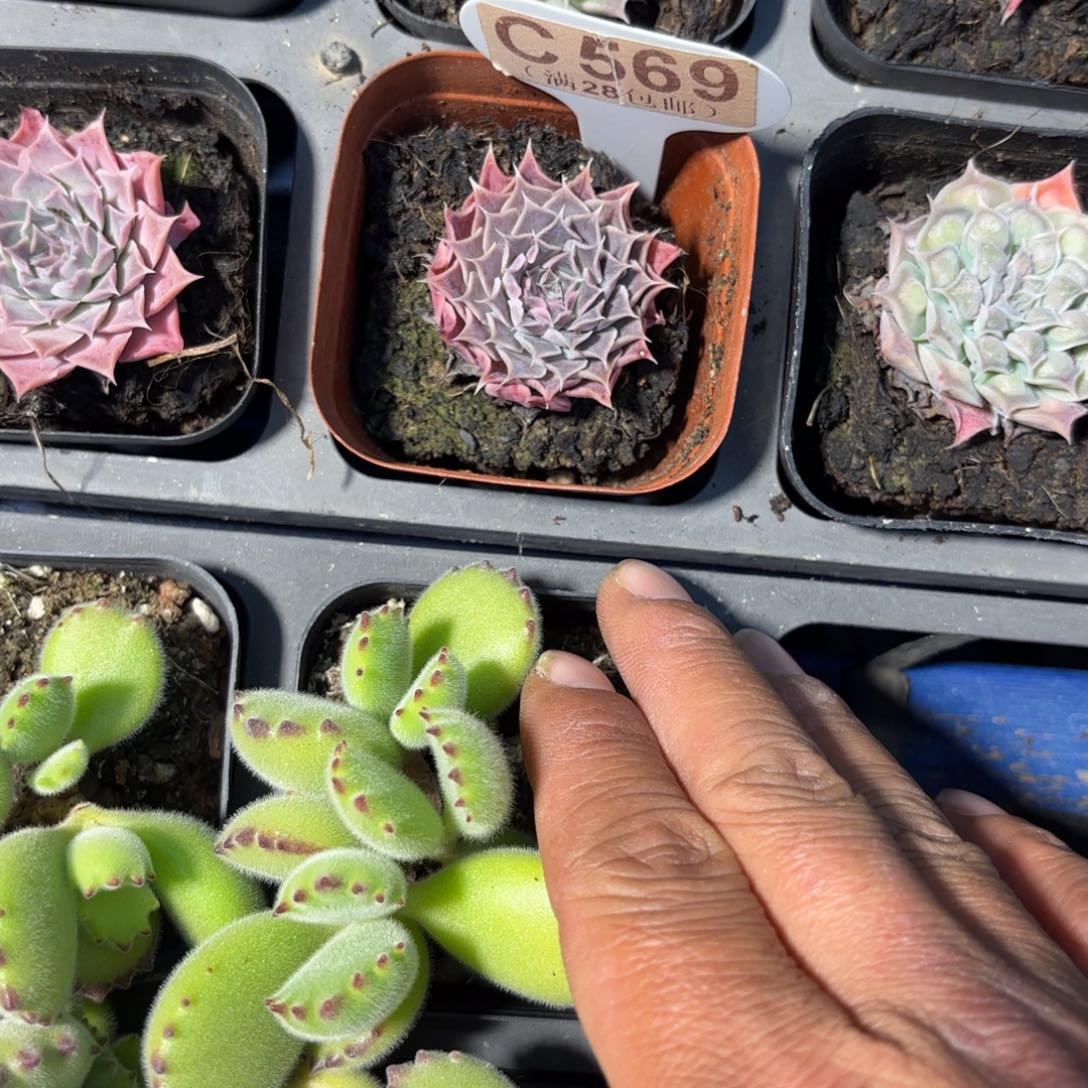 C569留财杂交一物语拍