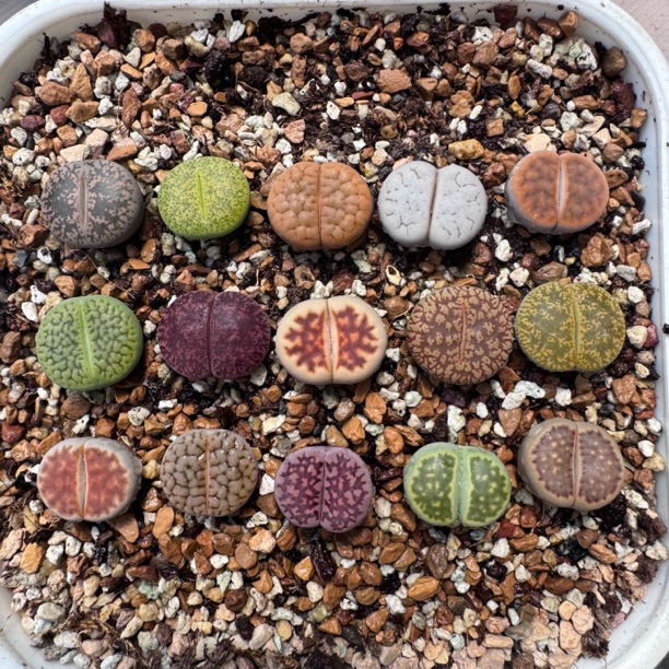 绿银河酒红花纹等 生石花多肉一物一拍脱土修根