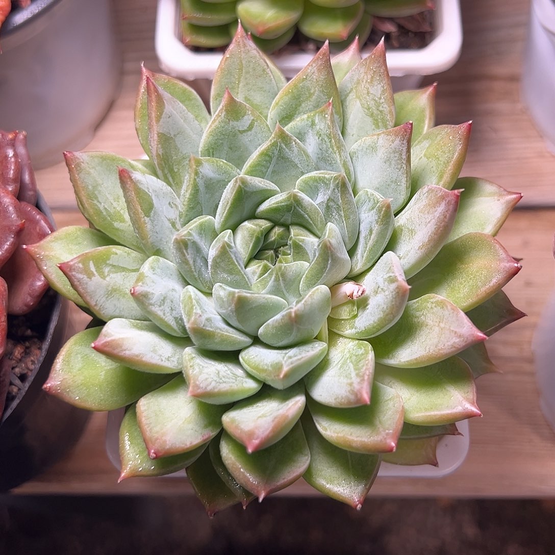 8-12-56精控闪灵单头