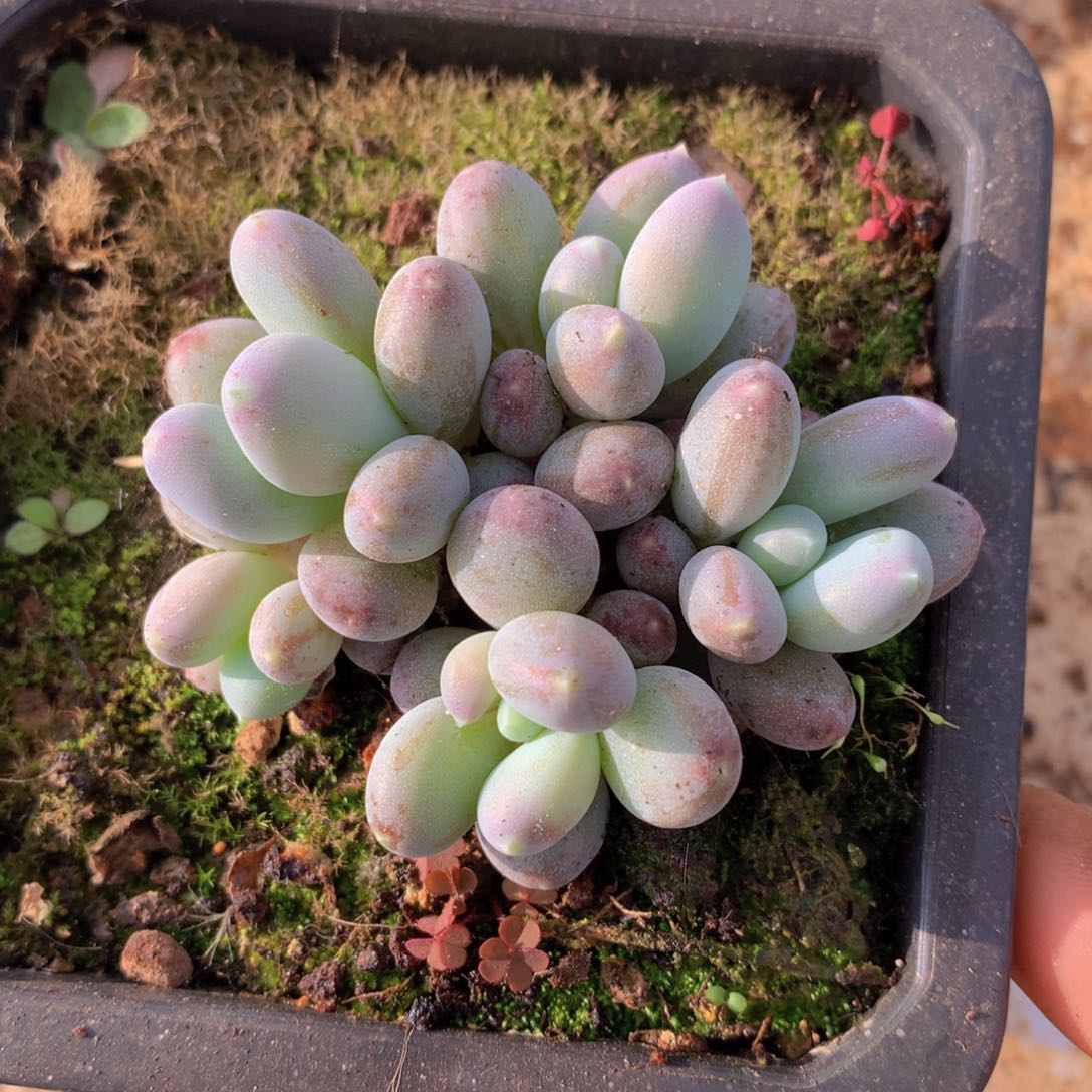 过***天潘桃奶5 公分一物一拍