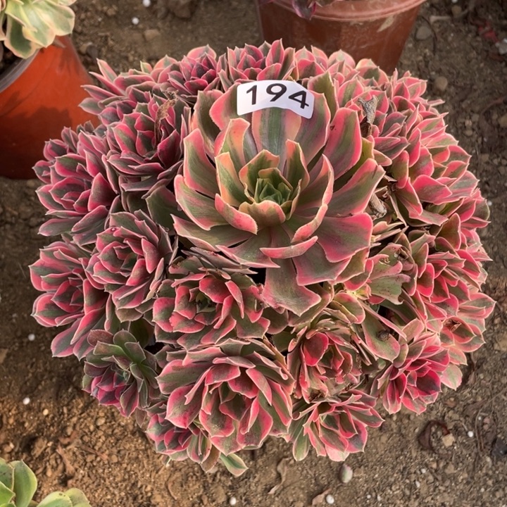 无花朵194多肉植物女妖