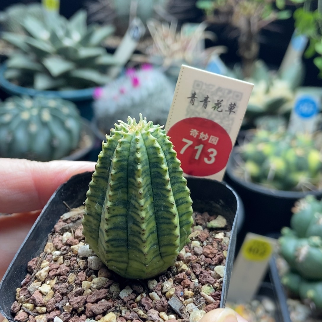 自根布纹球锦一颗仙人球