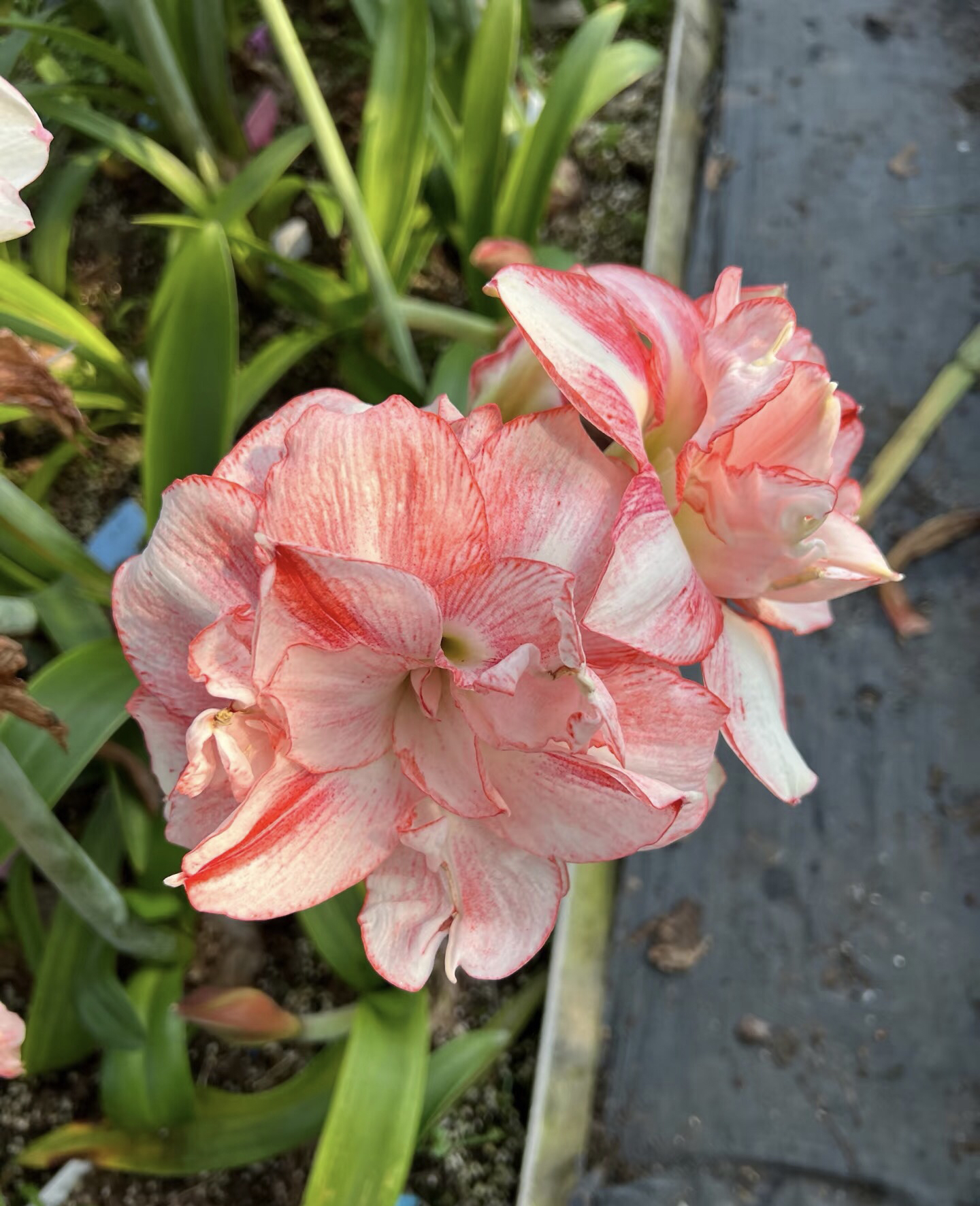 【梦幻芭蕾】朱顶红包对版不包后期养护