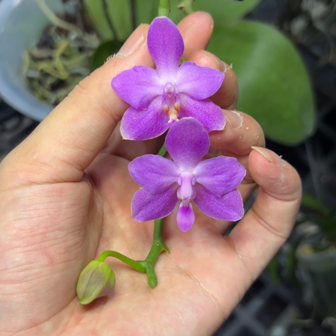 完全开放l330八寸苏交狗