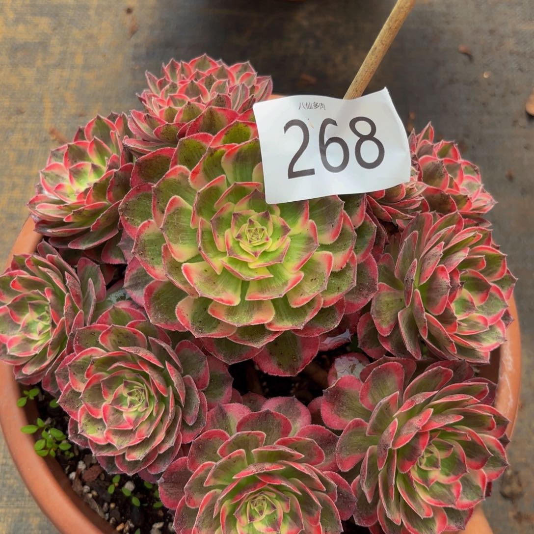 268多肉植物云河