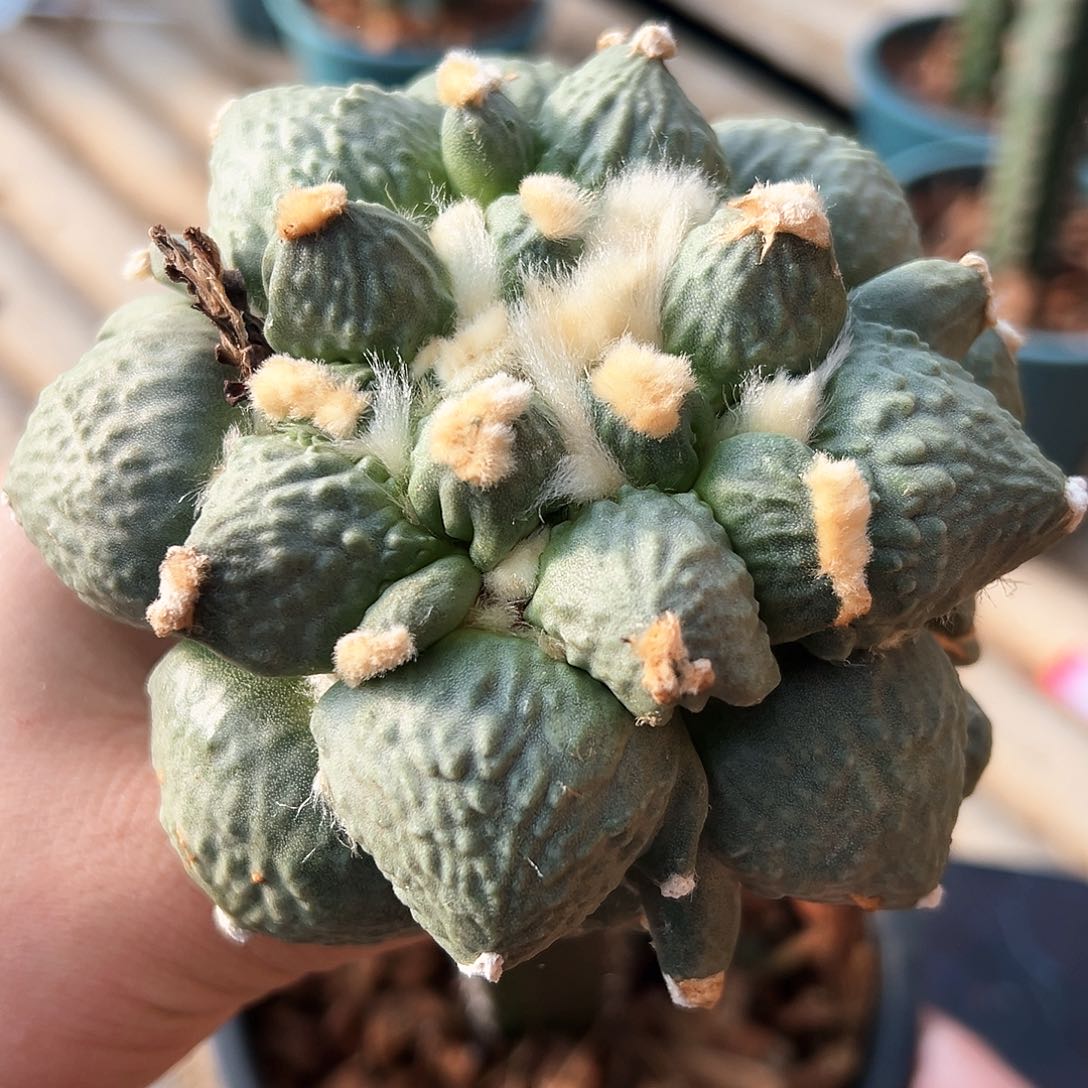 402尤变青瓷mmmmmmmmm