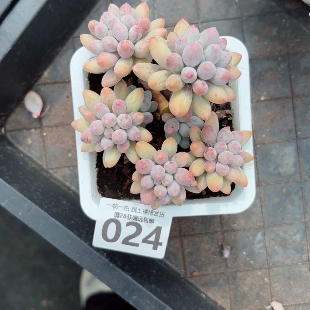 婴儿手指老桩无盆土发货