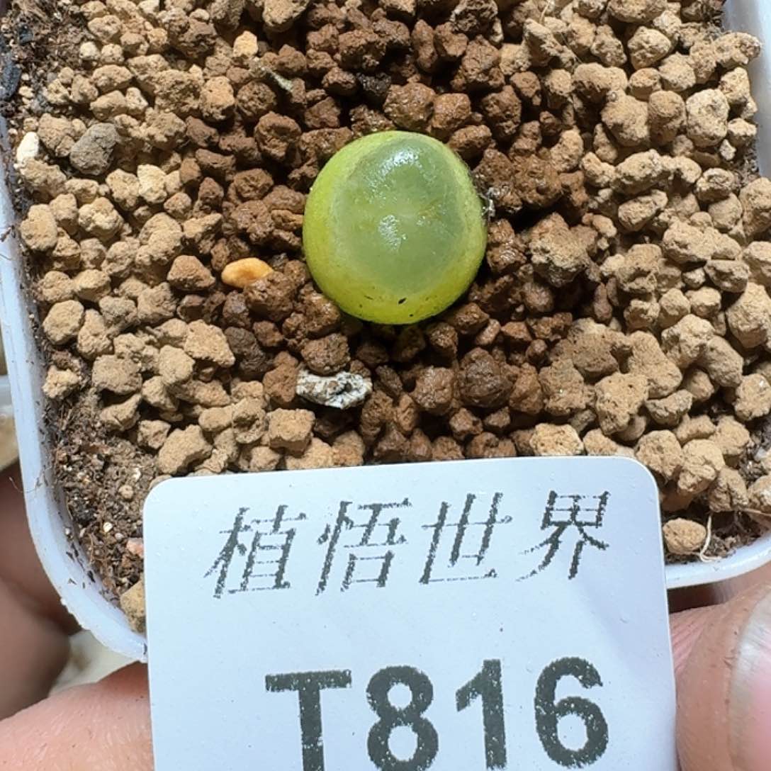 816号多肉植物哇d f