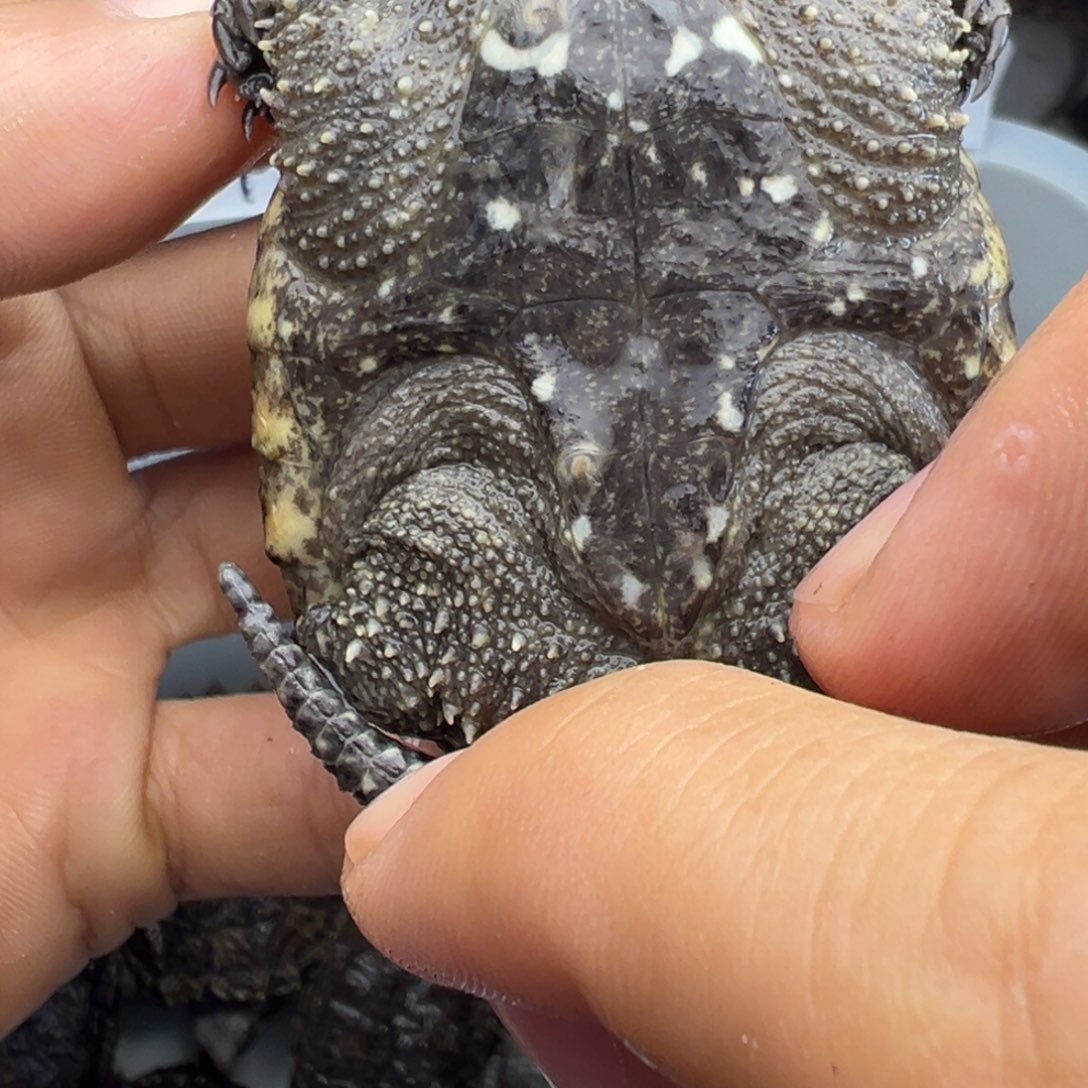 小鳄龟不分公母微磨 不退不换