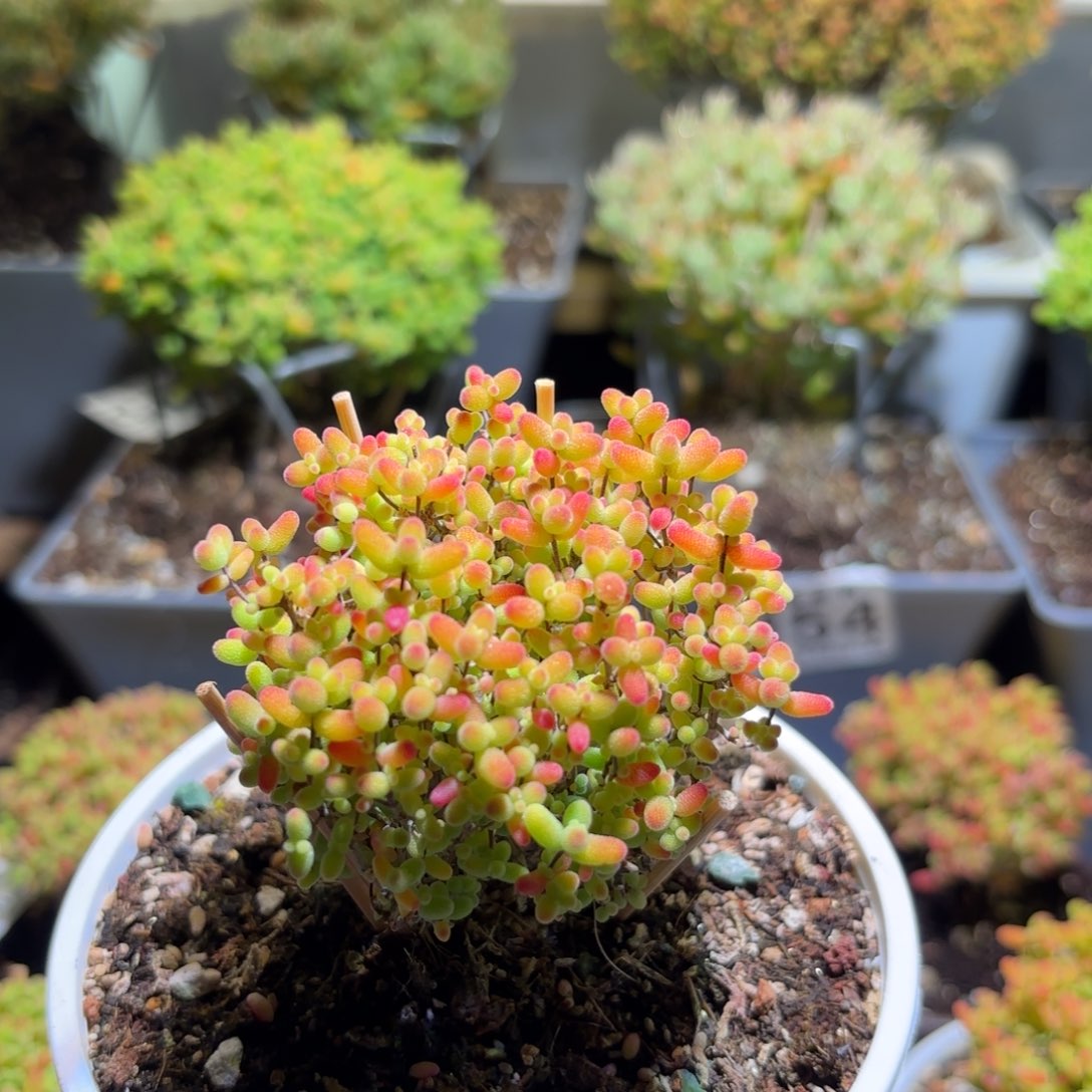 枝干番杏金桔糖球362