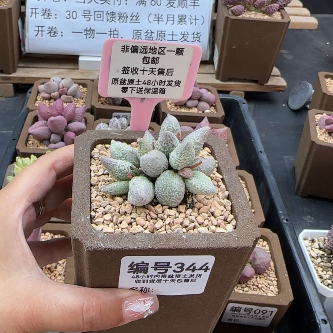 344融冰多肉植物