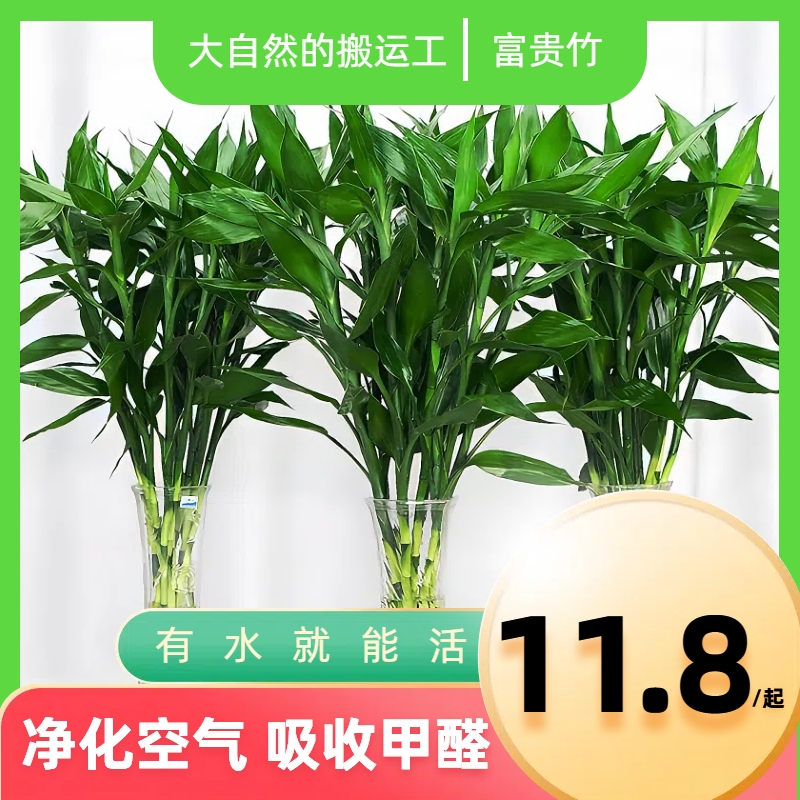 基地精选【80-90厘米】粗枝富贵竹水培植物中竹水养绿植