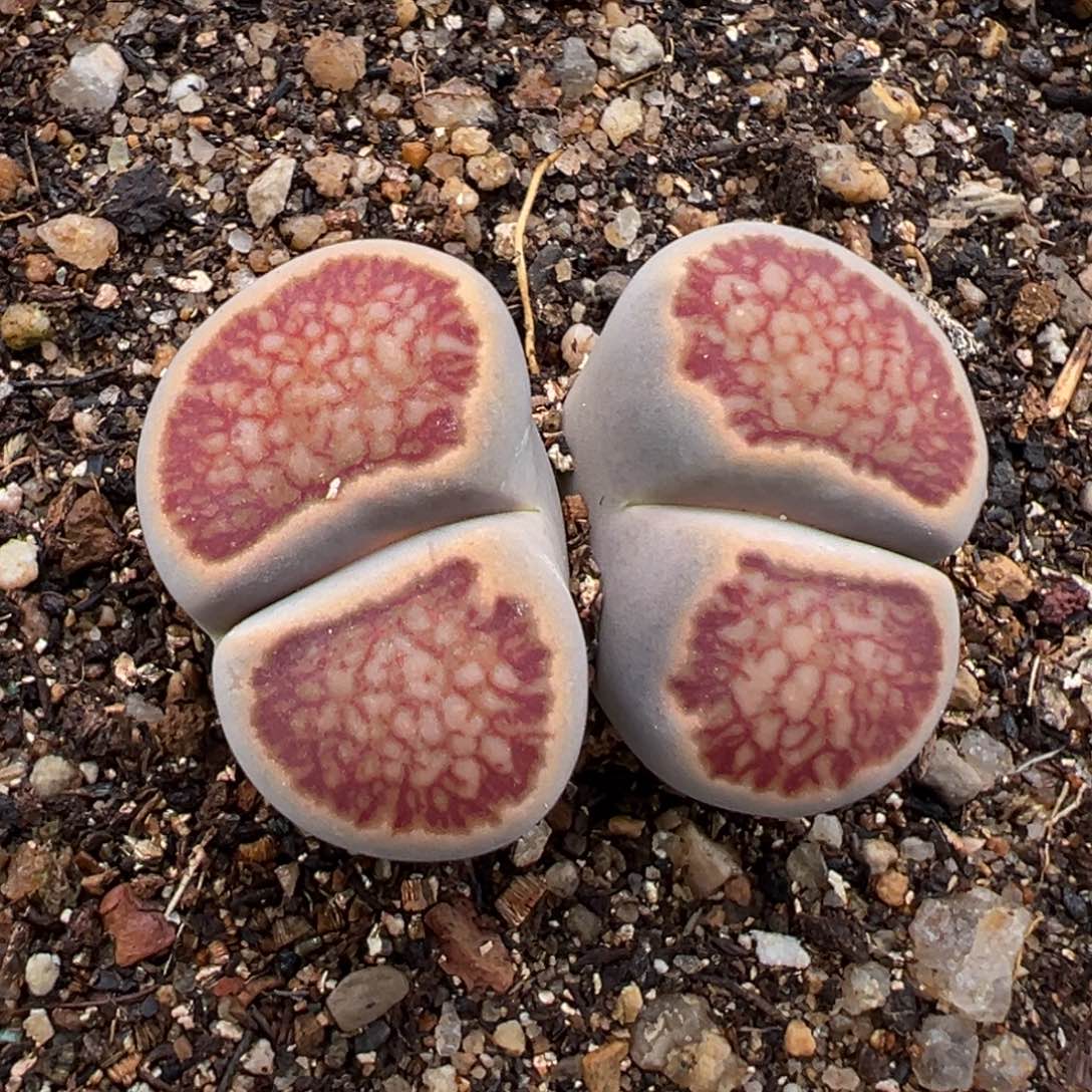 1.14好看的多肉820