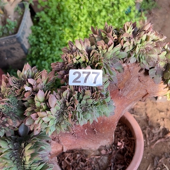 l***3多肉植物一个万追