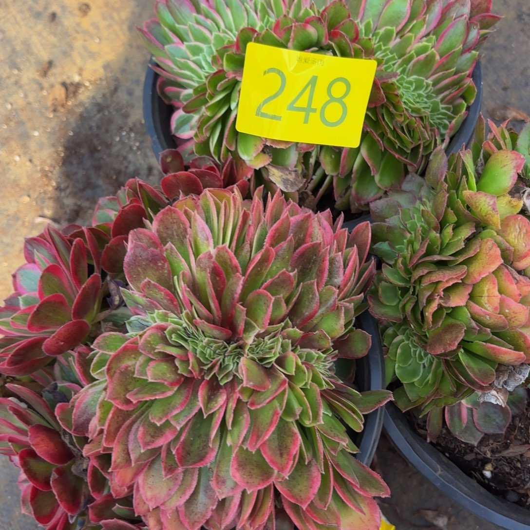 你***帅哈哈多肉植物248多肉植物