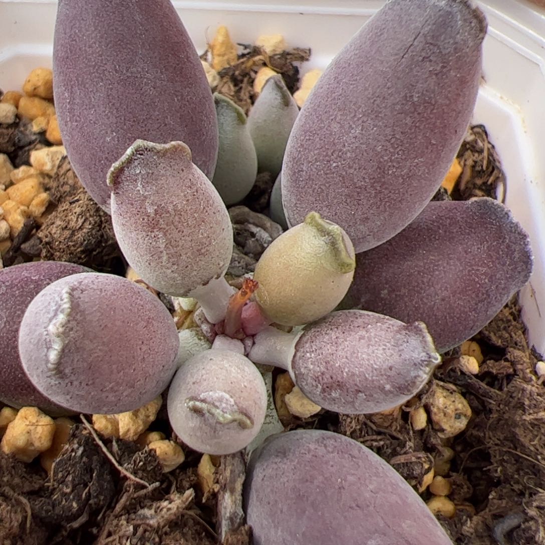 艺伎海豹多肉植物水泡