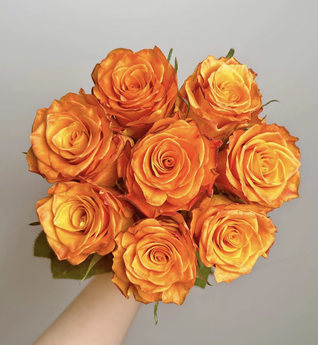 【珊瑚】花农直发，全场任意两单顺丰包邮，0度以下必拍保温棉！