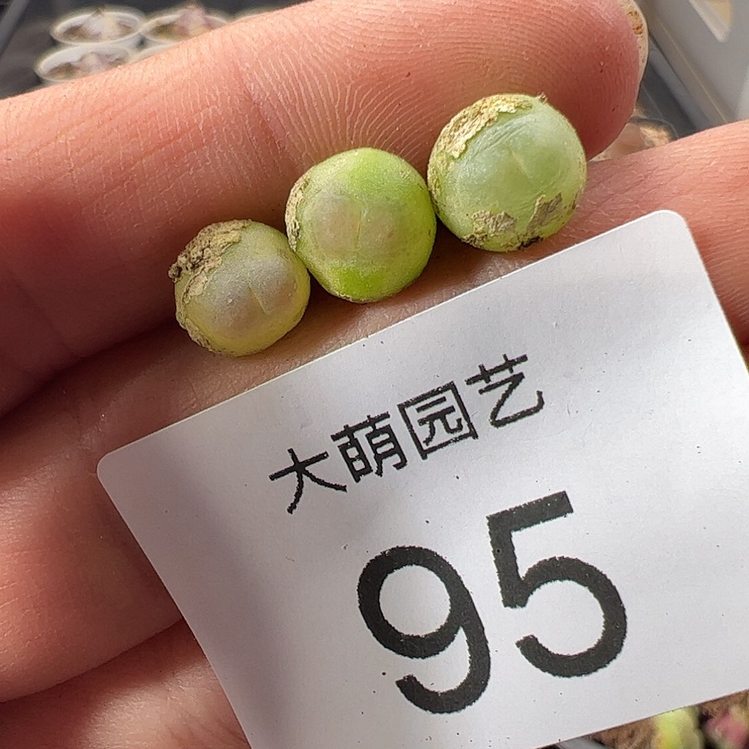 一物一拍。          95