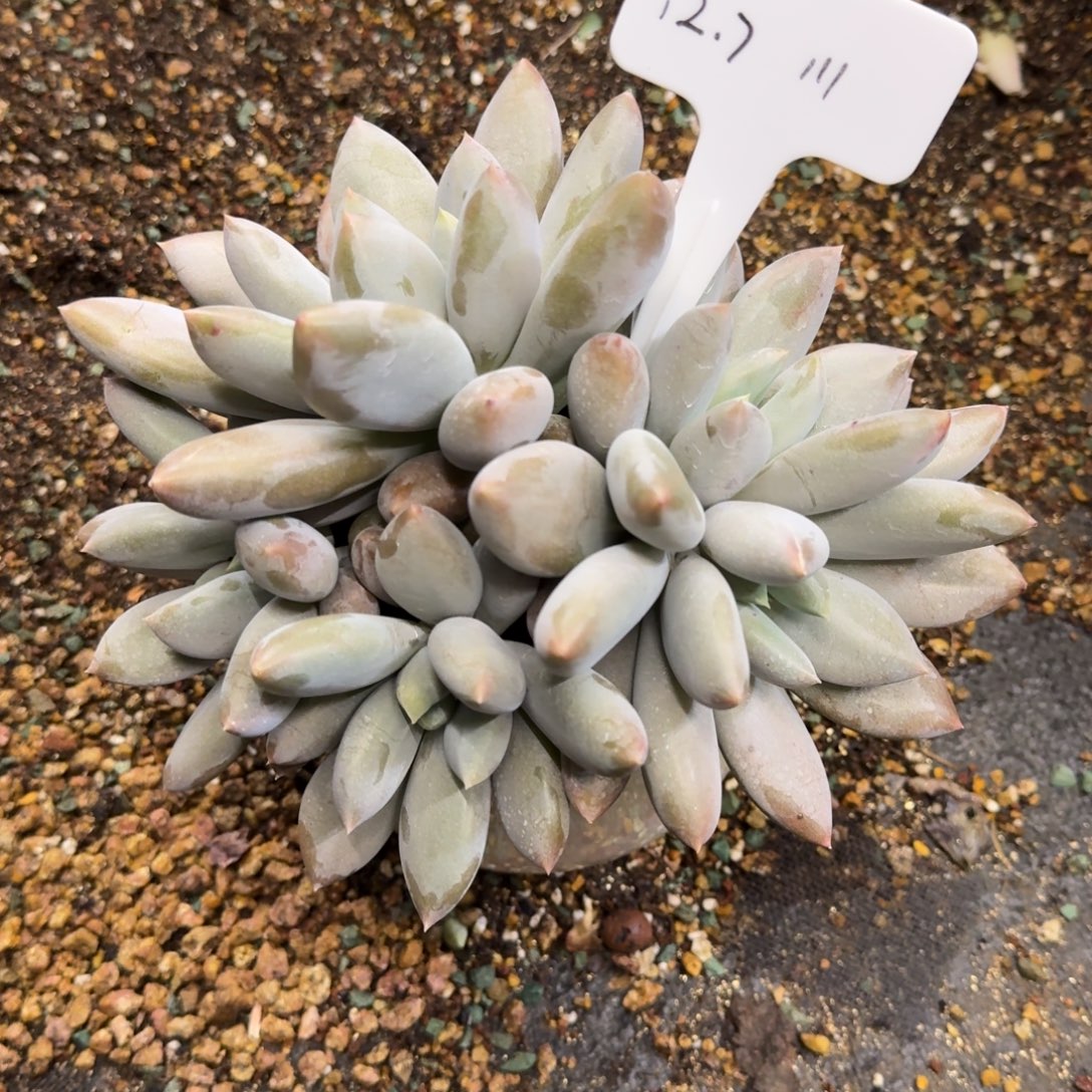 一物一拍彩胖20公分哥特萝莉111