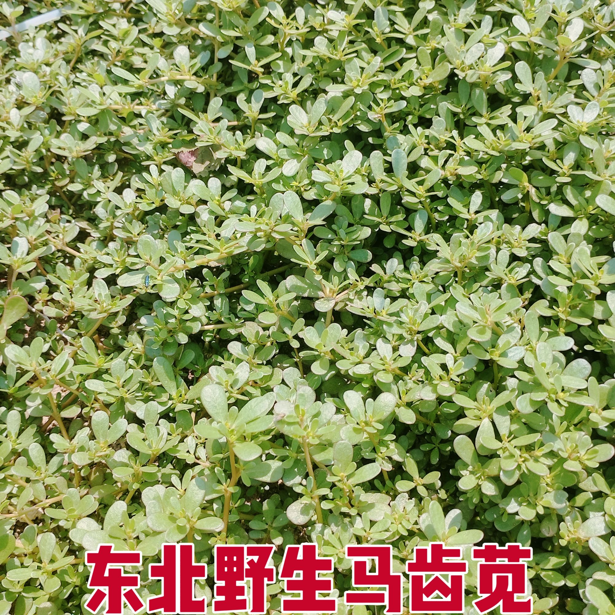 东北野生马齿苋长寿菜蚂蚱菜整颗带根发货有老有嫩介意者勿拍