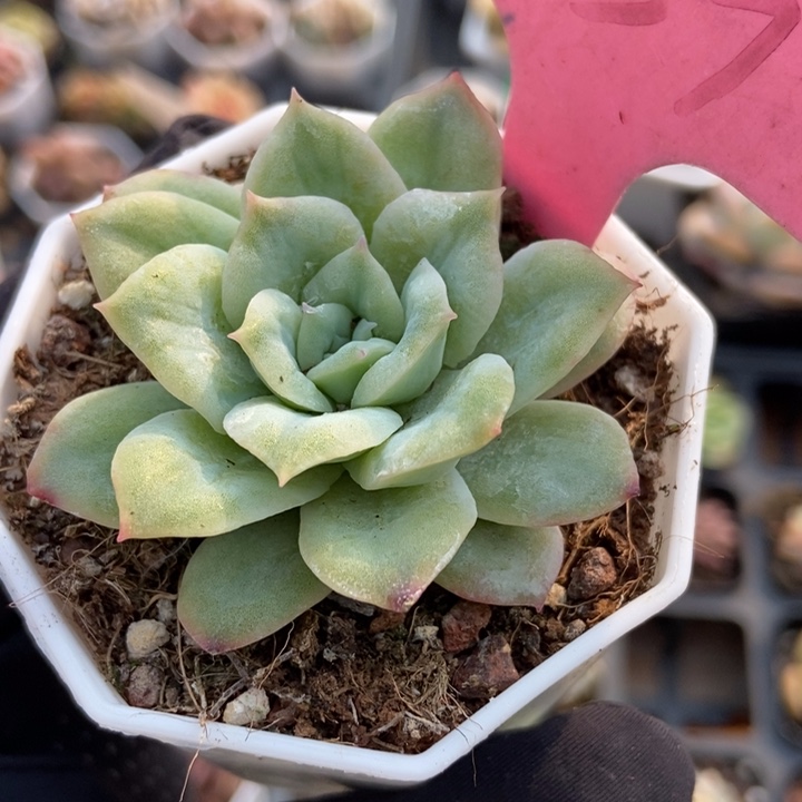 939泡泡纱多肉植物保护