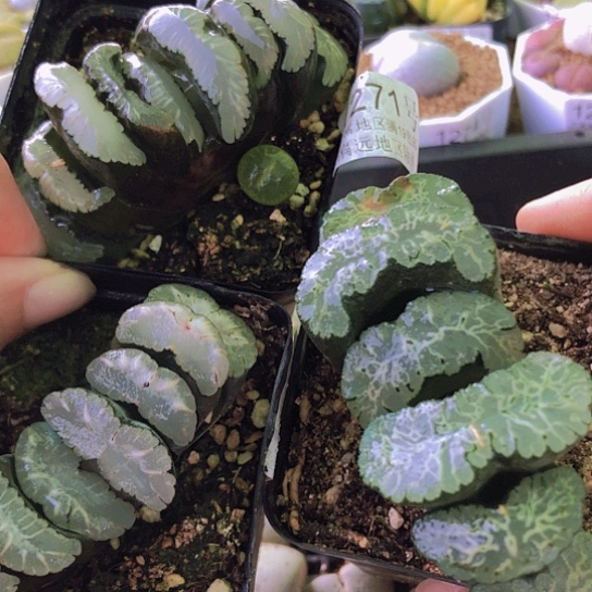 无花朵1271，3颗玉扇