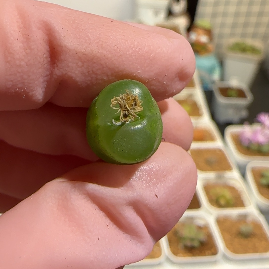 狐***恼肉锥多肉植物组合-248