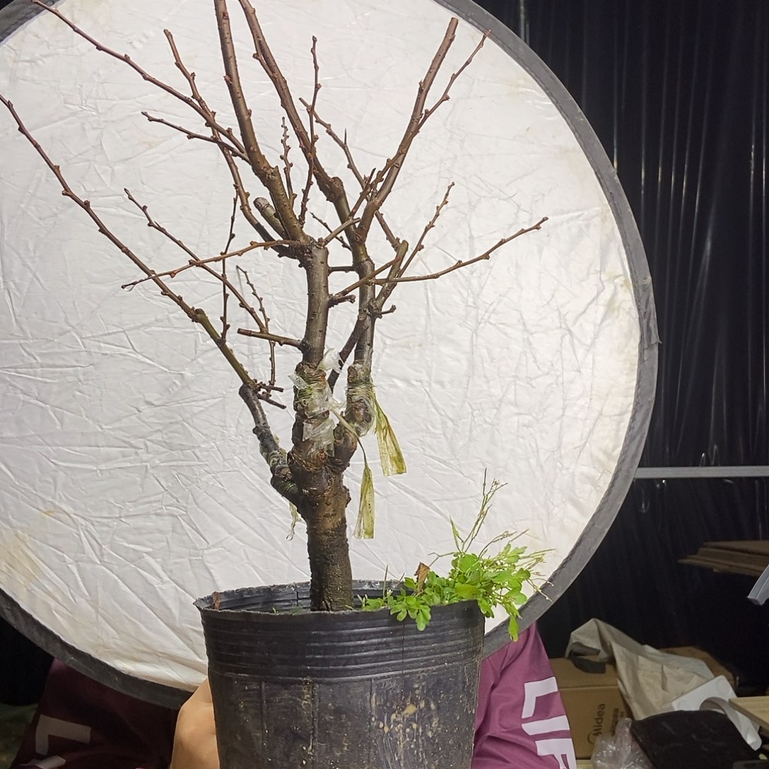 完全开放绿宝石海棠花