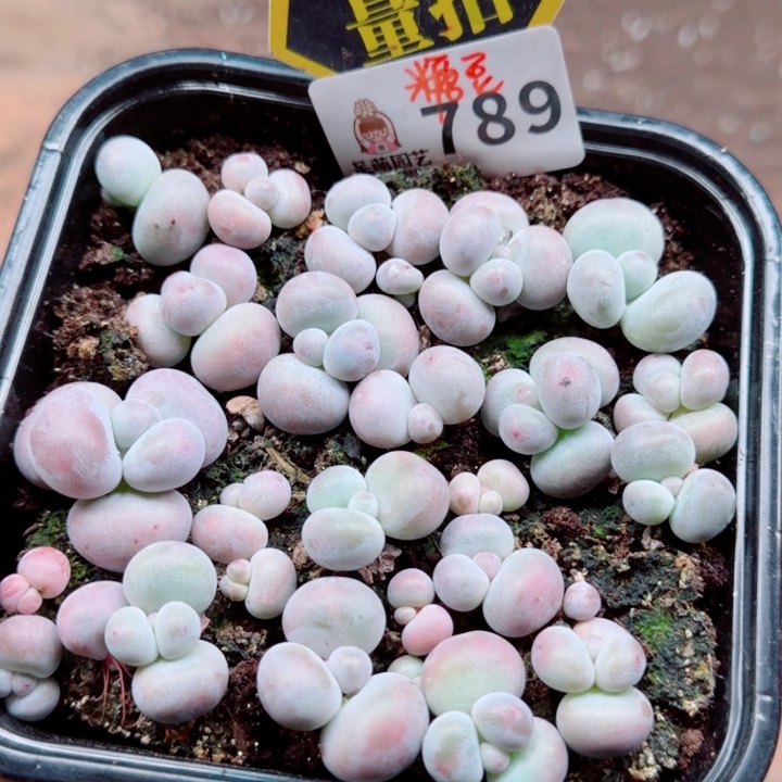 多肉植物多肉植物