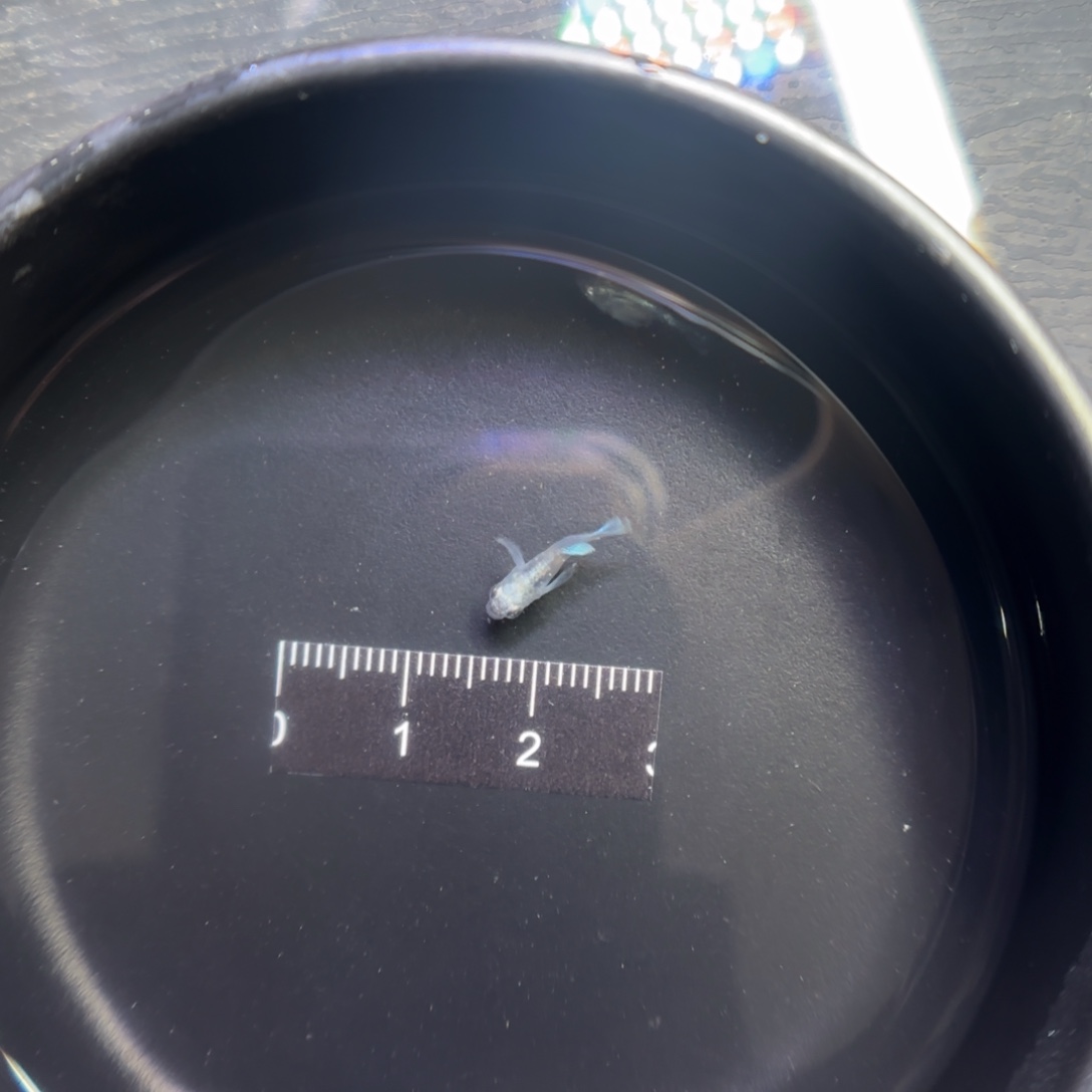 青鳉鱼观背青鳉直播间25