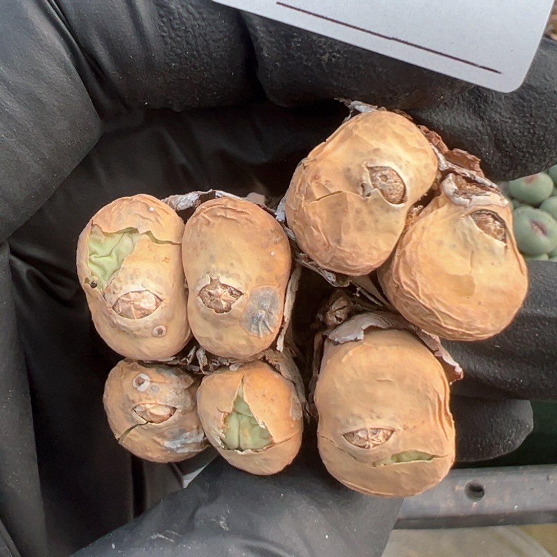 540号大型嘟嘟嘴盲盒 