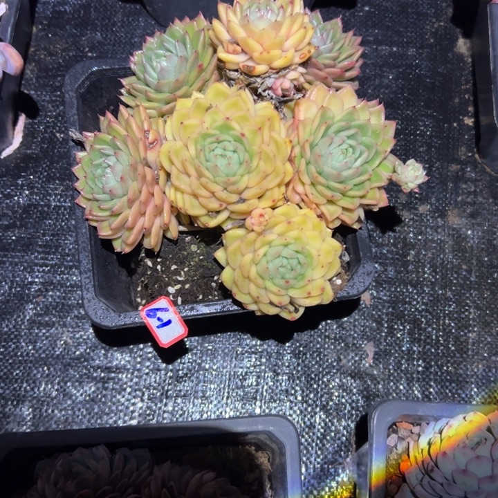 奥***蓬精品多肉植物老桩杂交