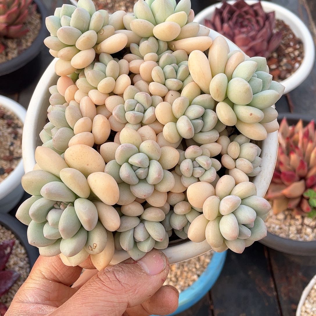 小*⭐多肉植物一物一拍