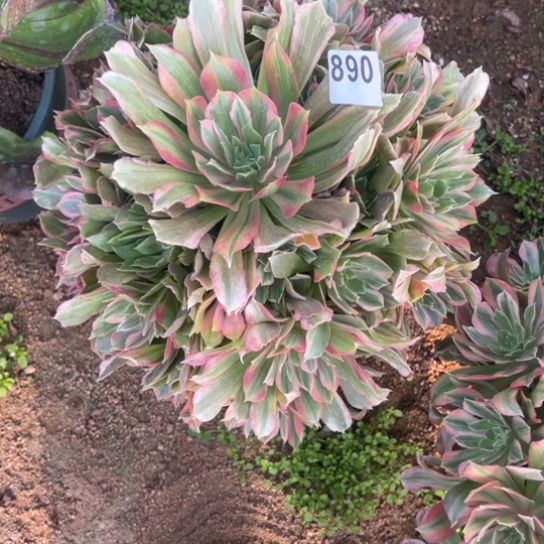 890光辉多肉植物花花