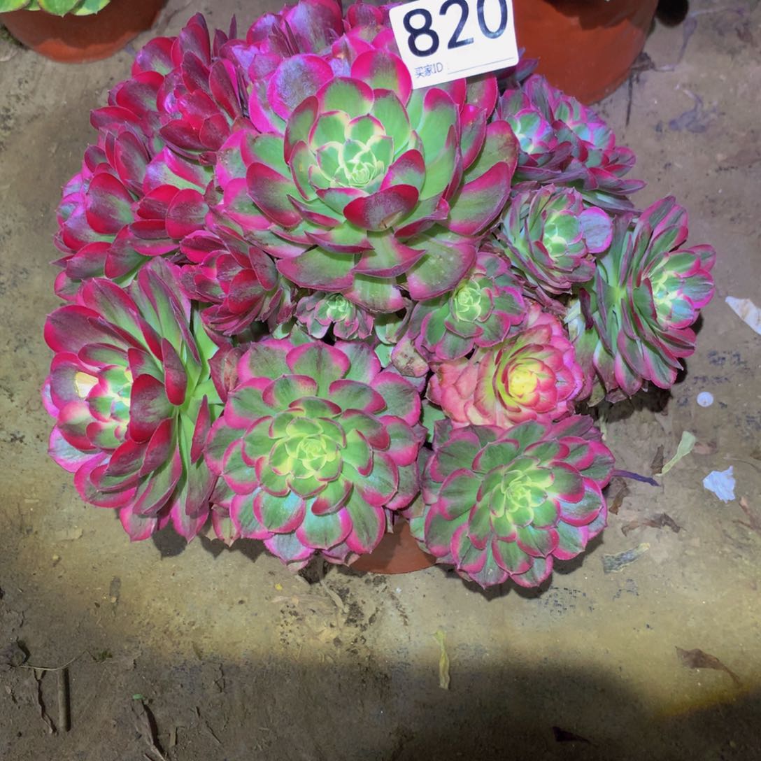 法师多肉植物820