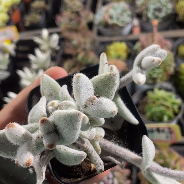 大白兔带盆土发货