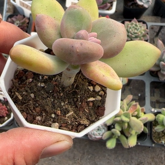 55芒果奶多肉植物多