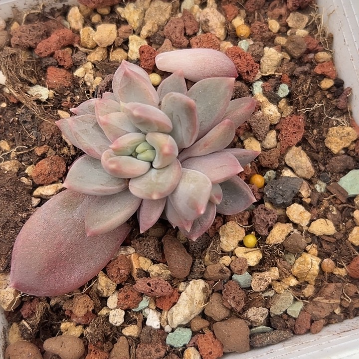 邀月美人特价一物一拍
