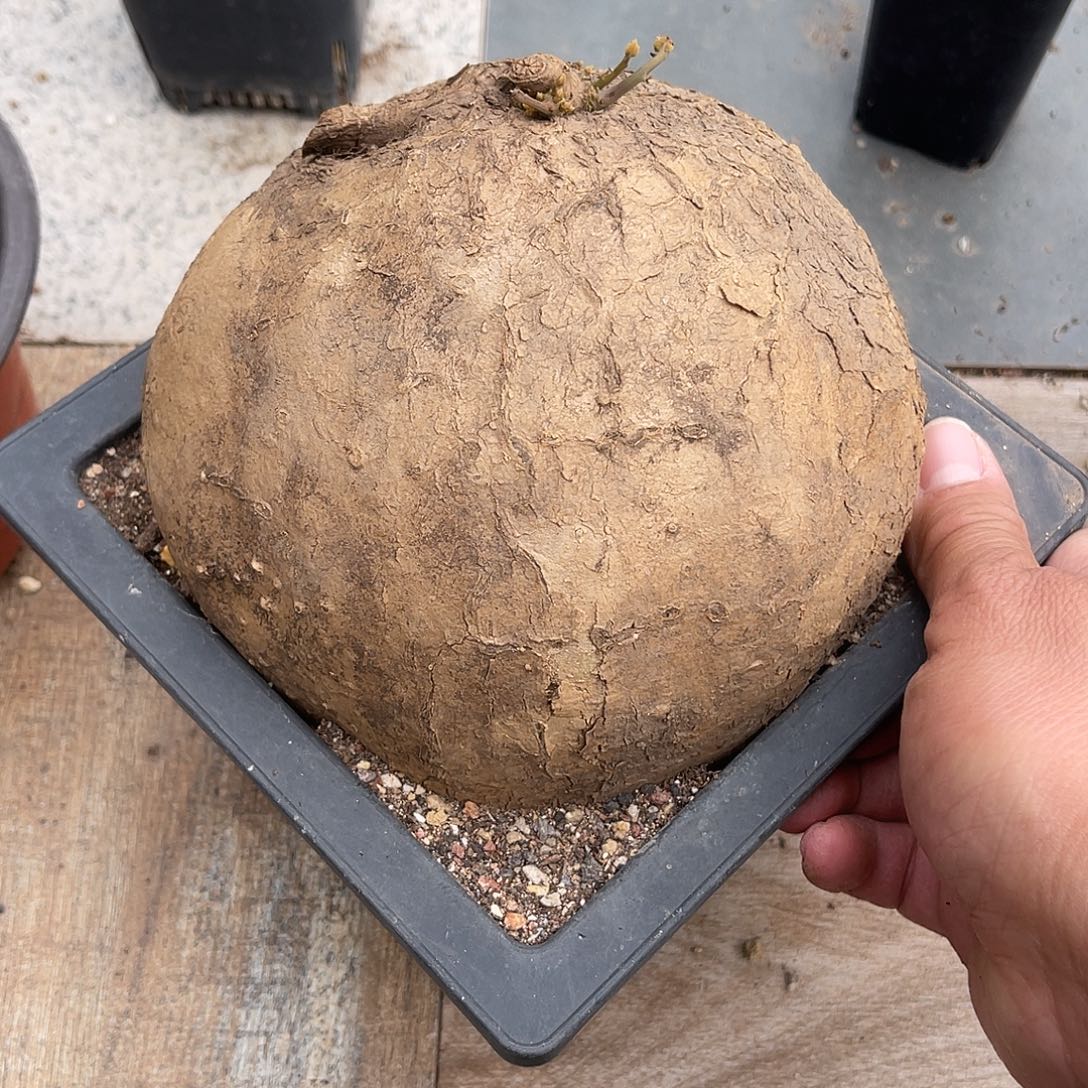 实生山乌龟块根一物一拍