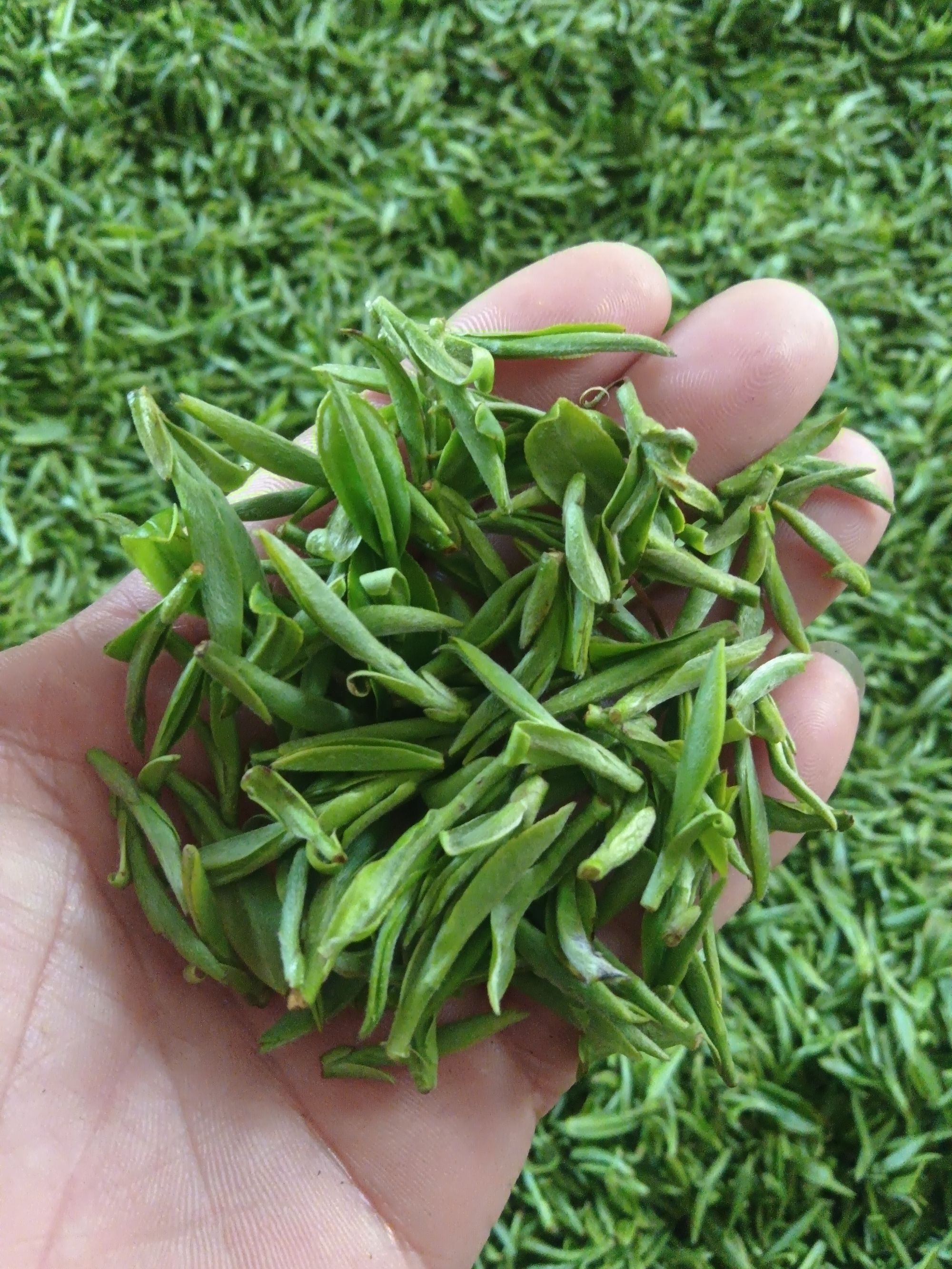 2025年新茶浙江松阳扁形龙井125g