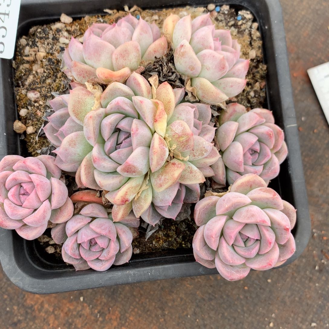 3543杂交多肉植物