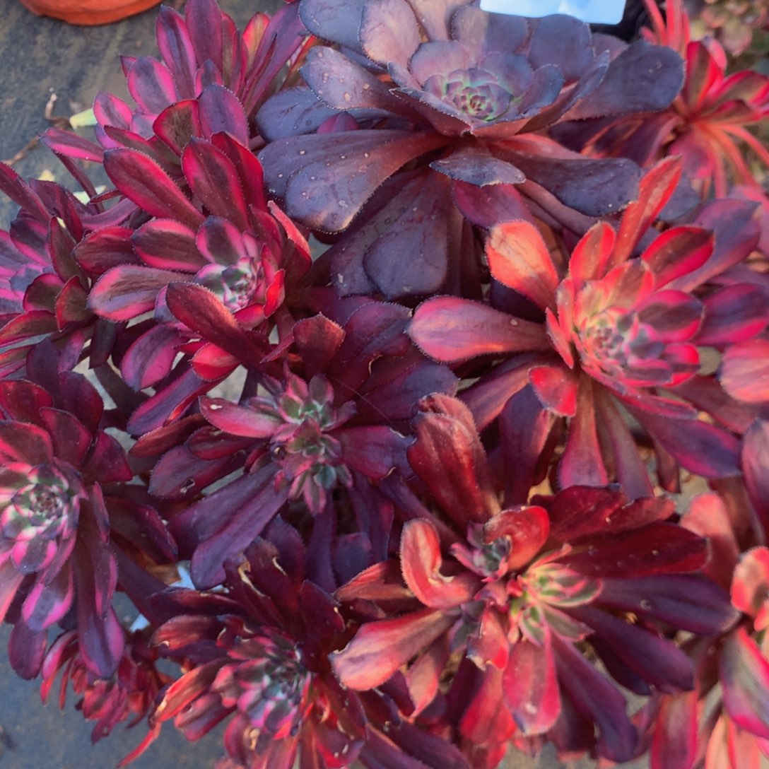 415红金刚多肉植物