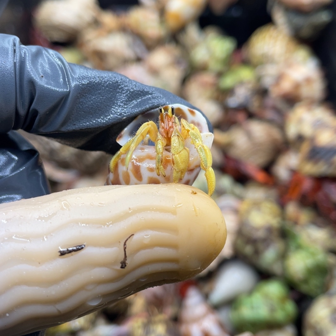 不退不换活体宠物105