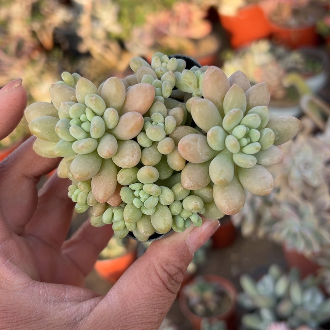 多肉植物鱼子酱群