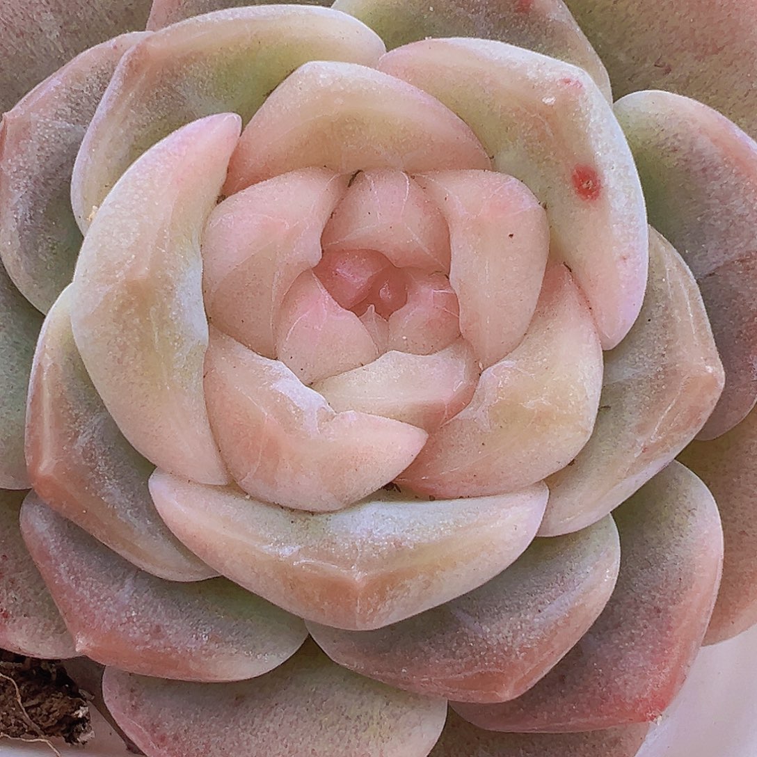 良辰19包邮多肉植物