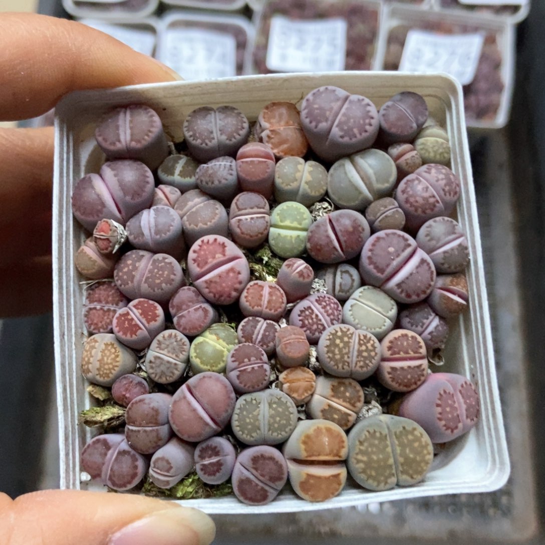 8279一盒七方紫混