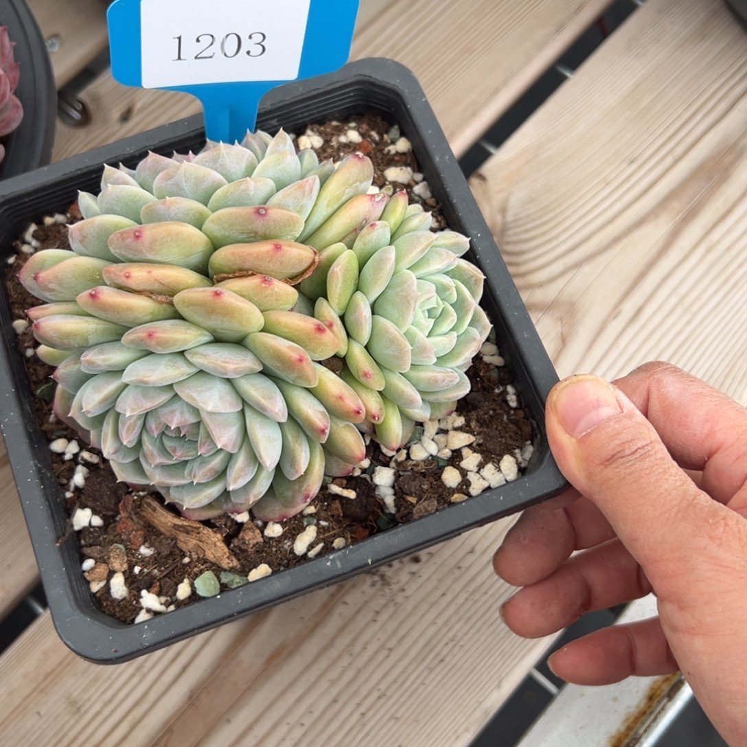 橙*1203肉多哦多么多哦多哦