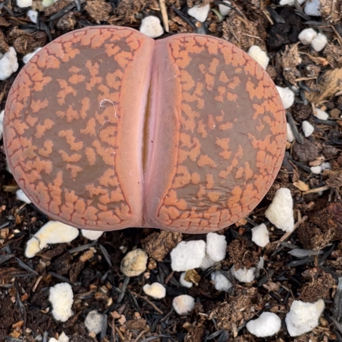 非偏远满20包邮874