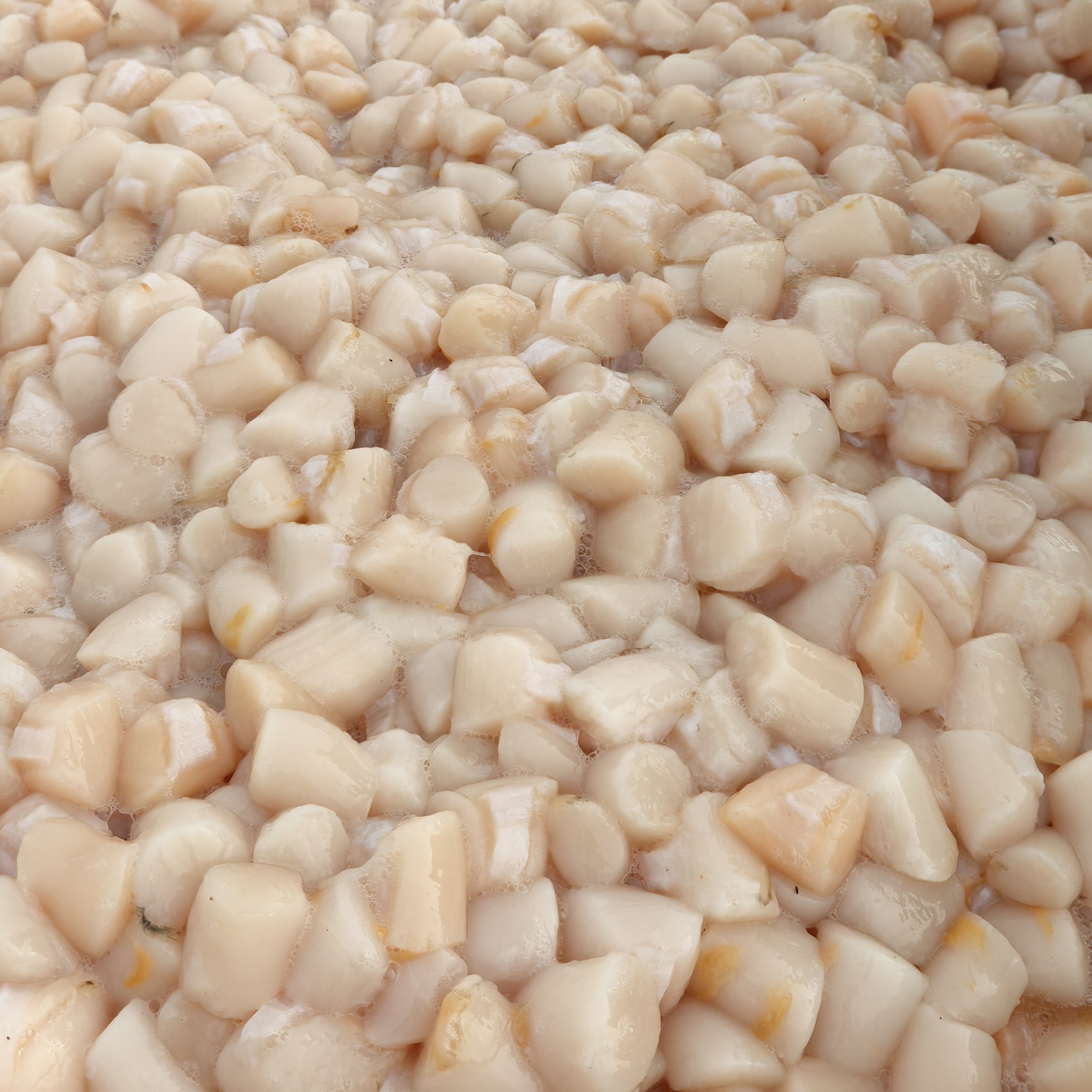 大连长海县原浆扇贝丁新鲜鲜活扇贝肉活贝现扒（外地冷冻发货）